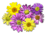 daisymixbukett